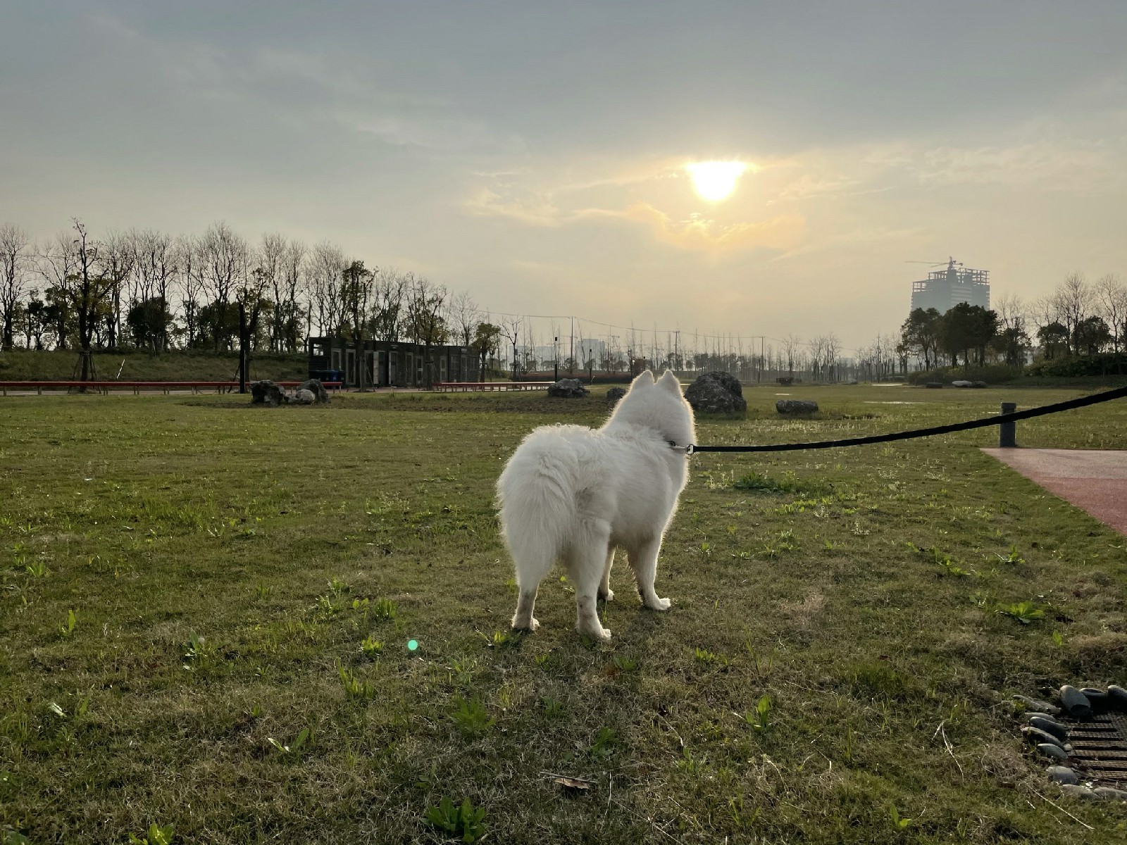 煤球与夕阳